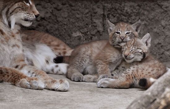 Russia Lynxes