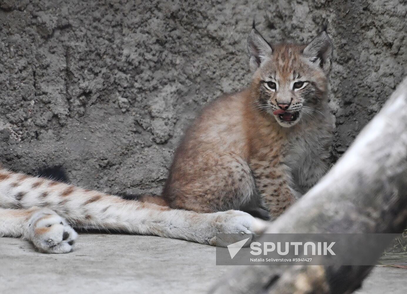 Russia Lynxes