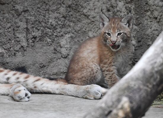 Russia Lynxes