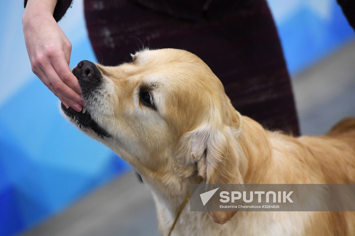 Golden Collar annual champions show Sputnik Mediabank
