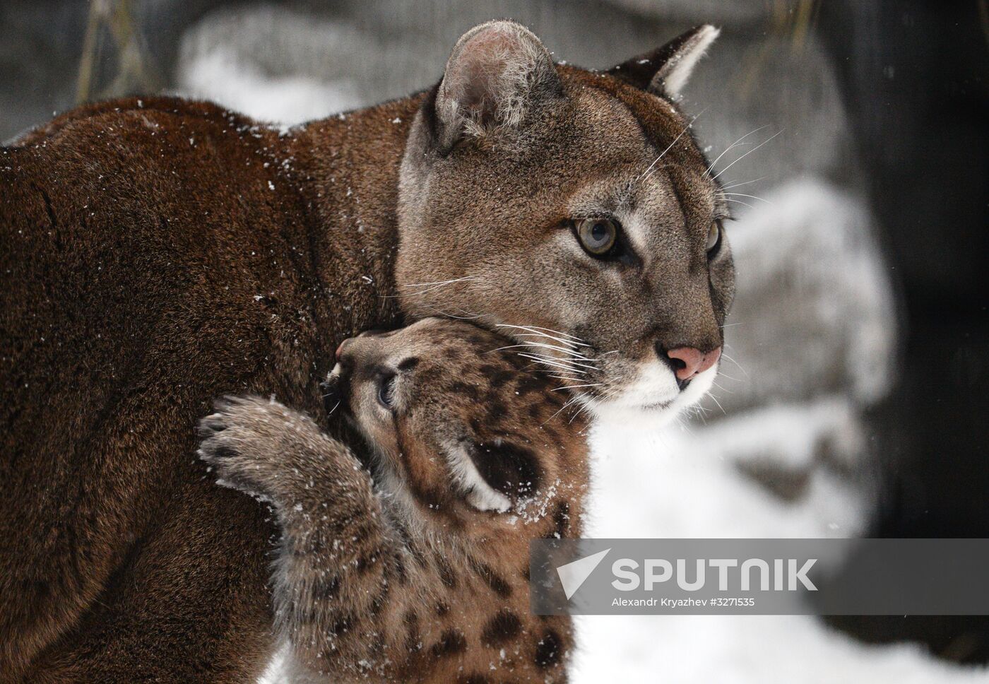 Baby pumas born at Novosibirsk Zoo Sputnik Mediabank