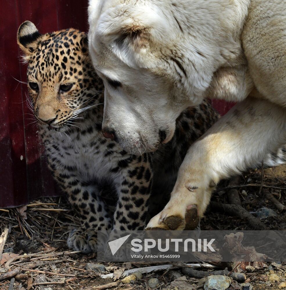 Shepherd dog adopts leopard cub at Sadgorod Zoo outside