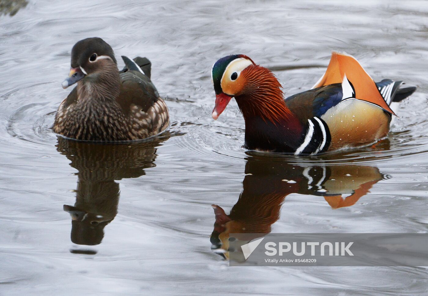 Mandarin ducks fly for nesting to Primorye Territory Sputnik Mediabank