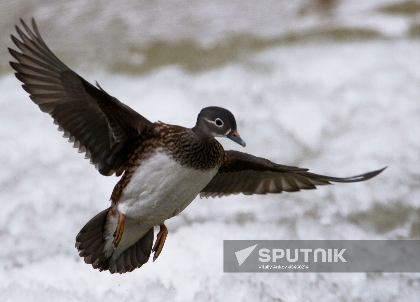 Mandarin ducks fly for nesting to Primorye Territory Sputnik Mediabank