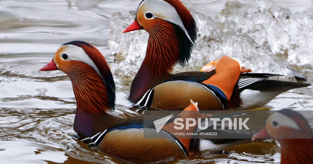 Mandarin ducks fly for nesting to Primorye Territory Sputnik Mediabank