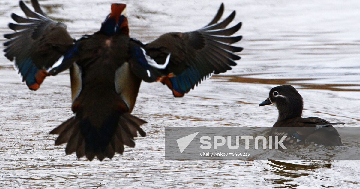 Mandarin ducks fly for nesting to Primorye Territory Sputnik Mediabank