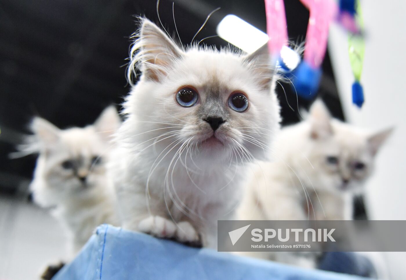 Russia Cat Show Sputnik Mediabank