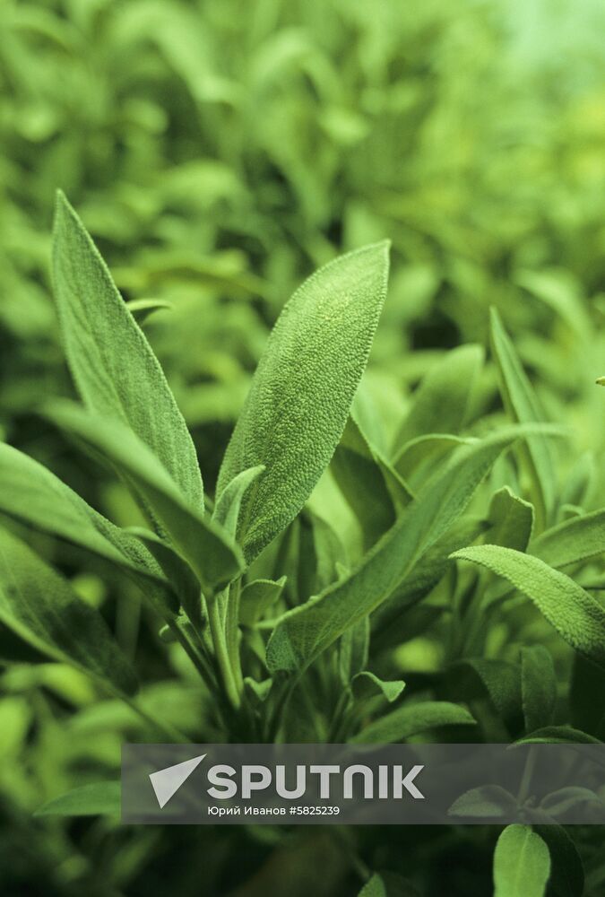 Plants grown in artificial soil Sputnik Mediabank