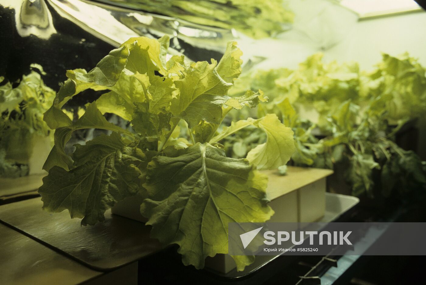 Plants on artificial soil Sputnik Mediabank