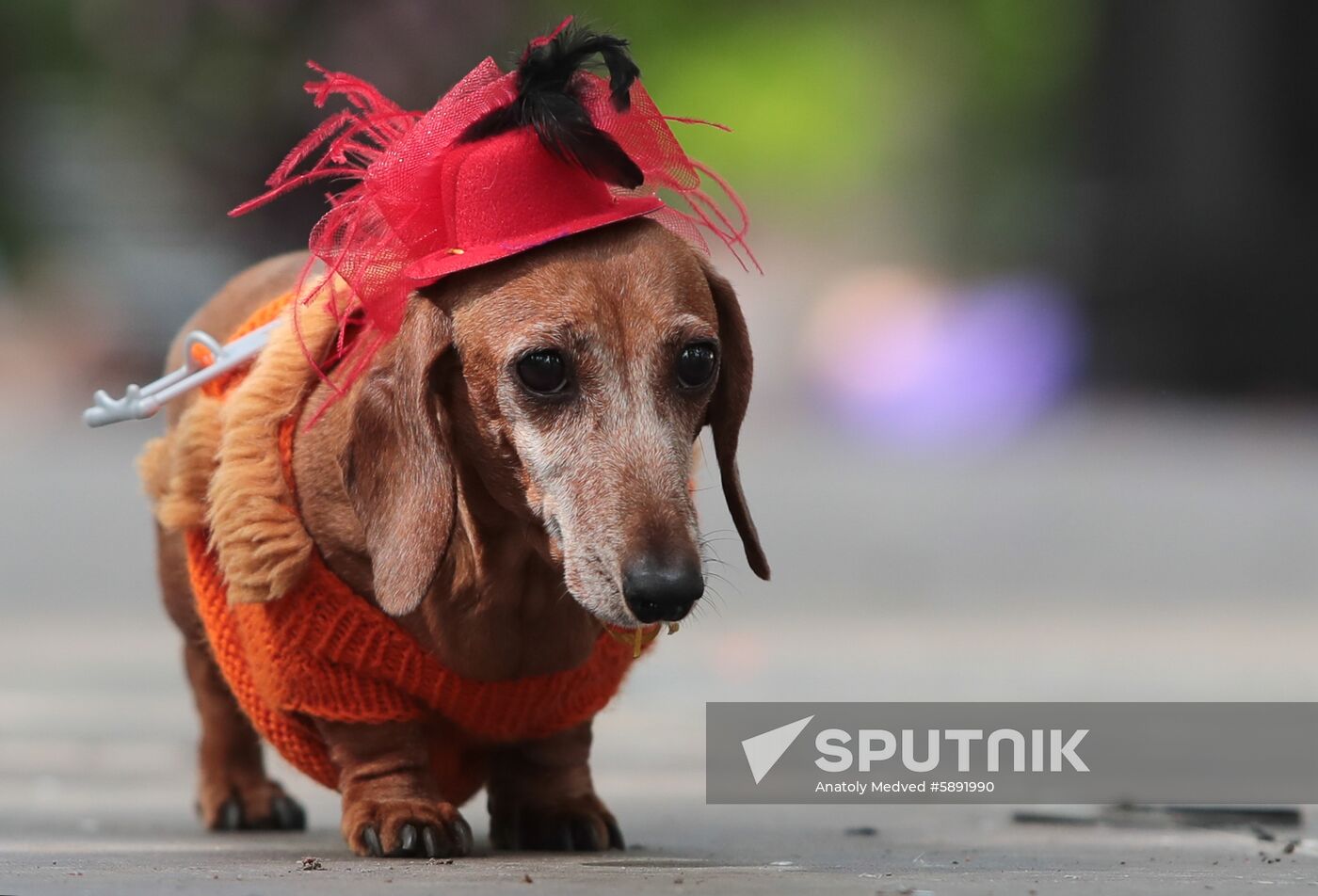 Russian dachshund shop