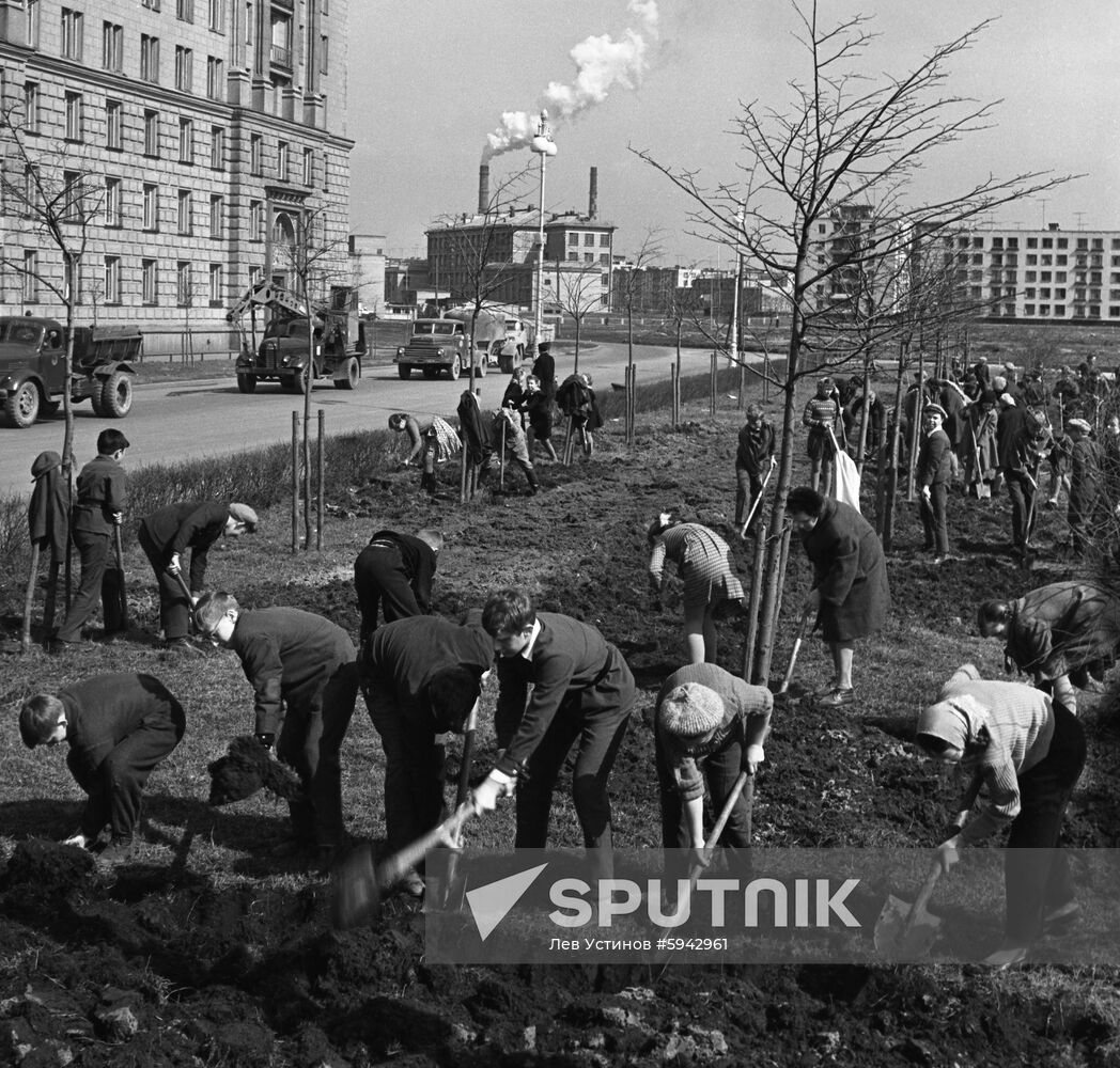 Schoolchildren plant trees