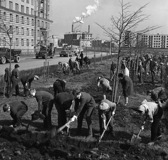 Schoolchildren plant trees