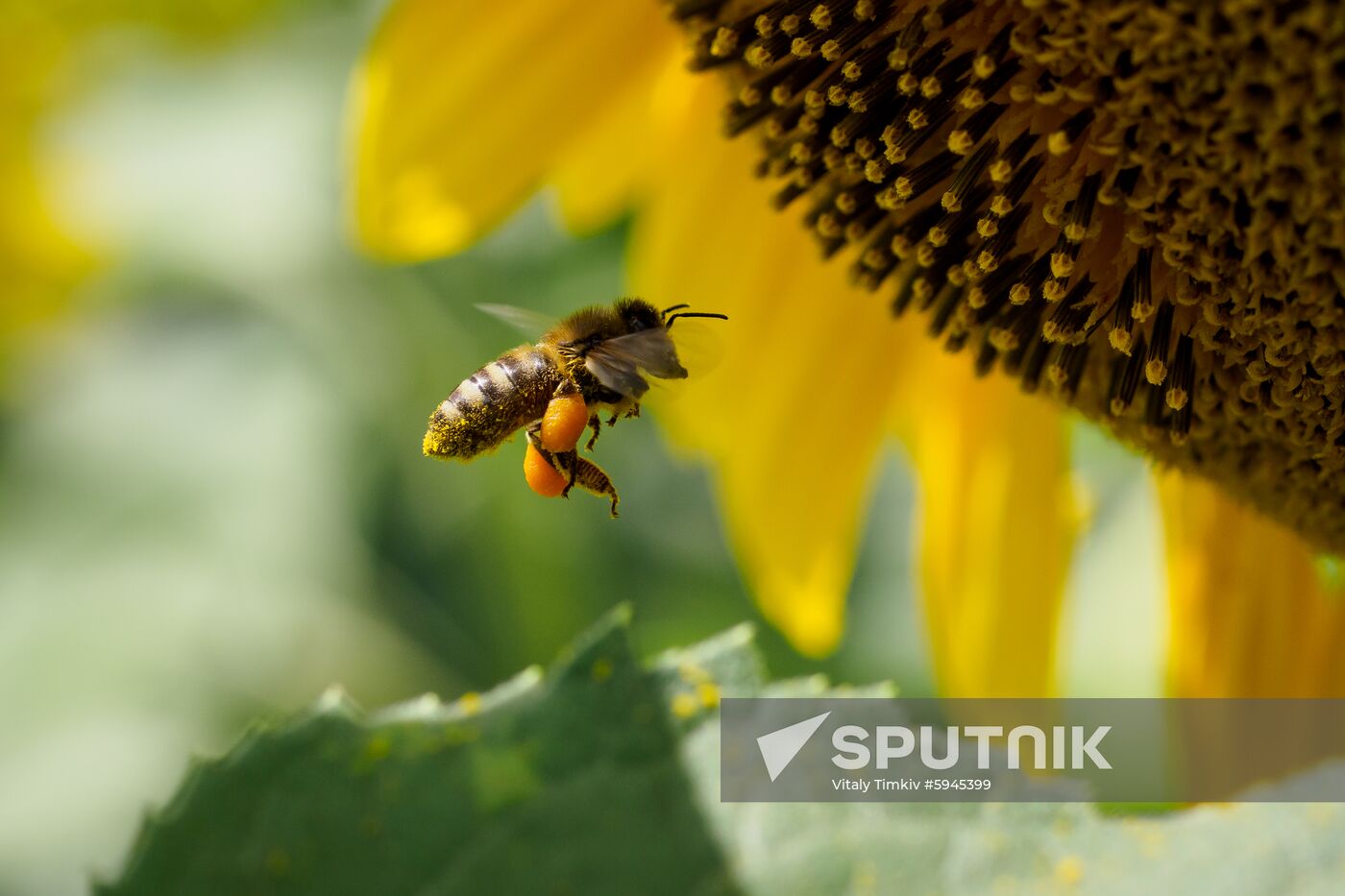 Russia Sunflowers