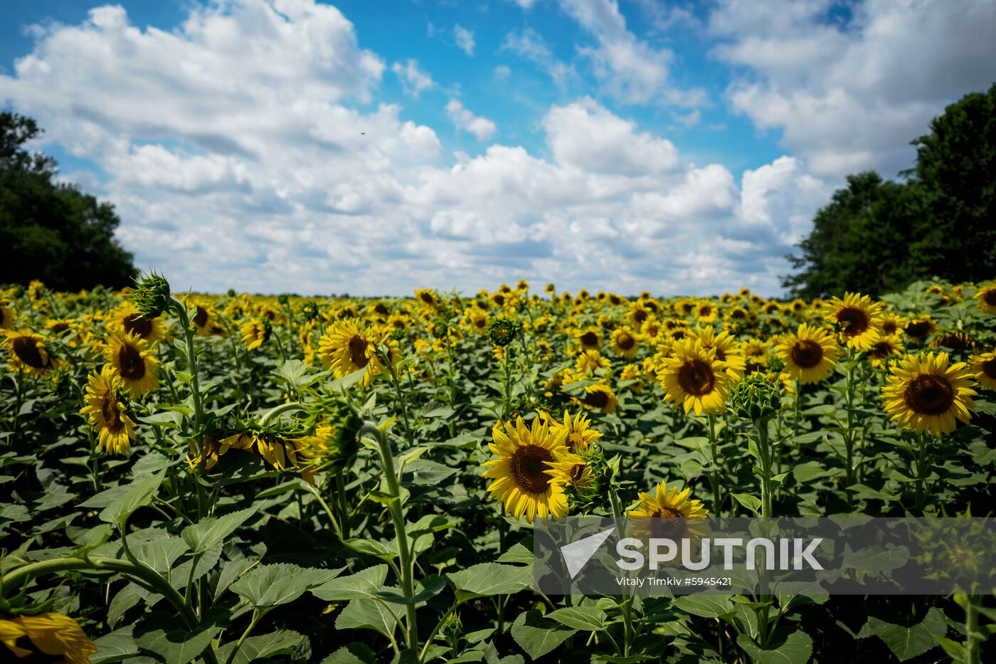 Russia Sunflowers