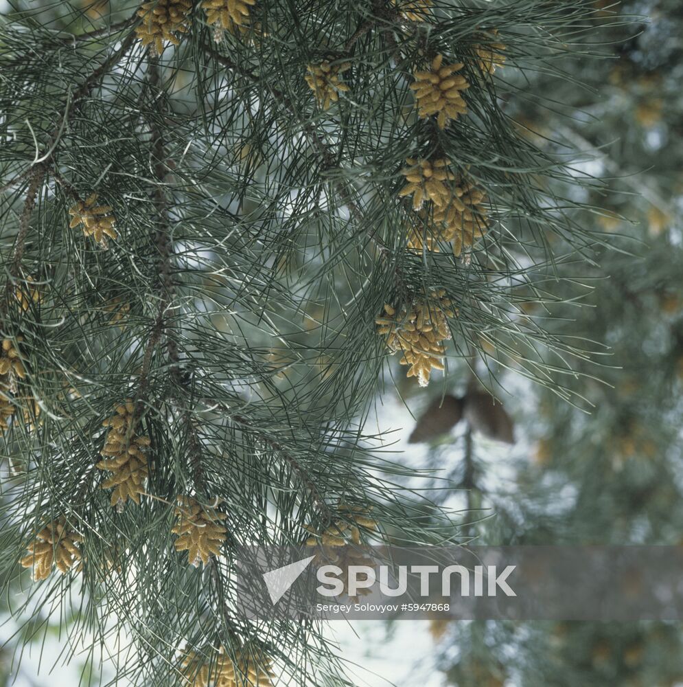 Ramit State Nature Reserve
