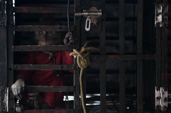 Indonesia Chained Monkey Show