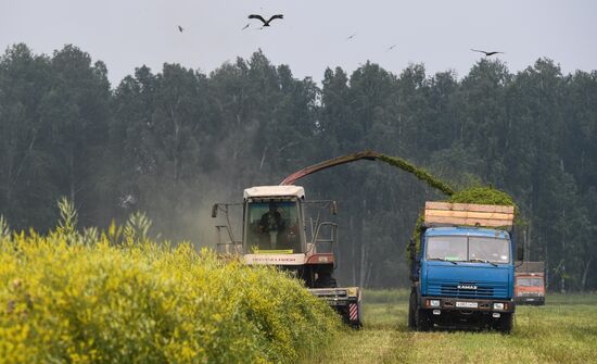 Russia Hay Harvest