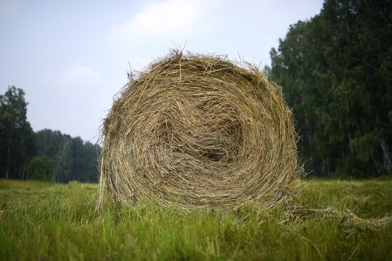 Russia Hay Harvest