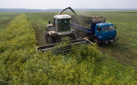 Russia Hay Harvest