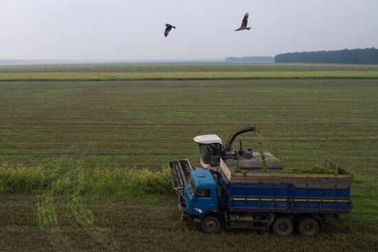 Russia Hay Harvest