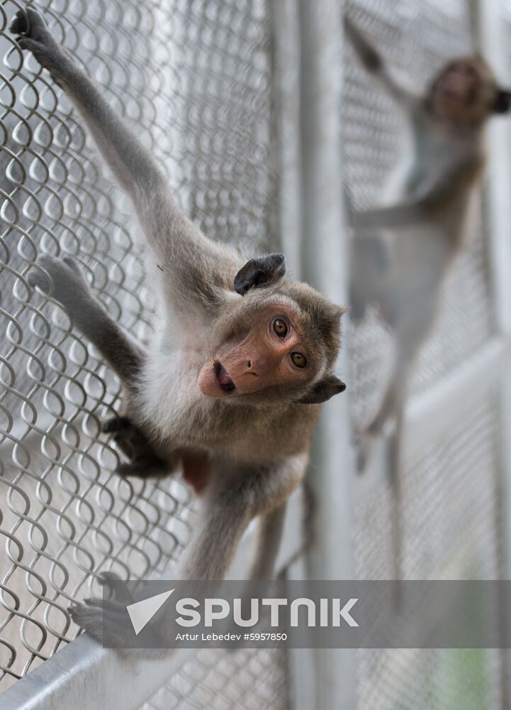 Russia Primate Center