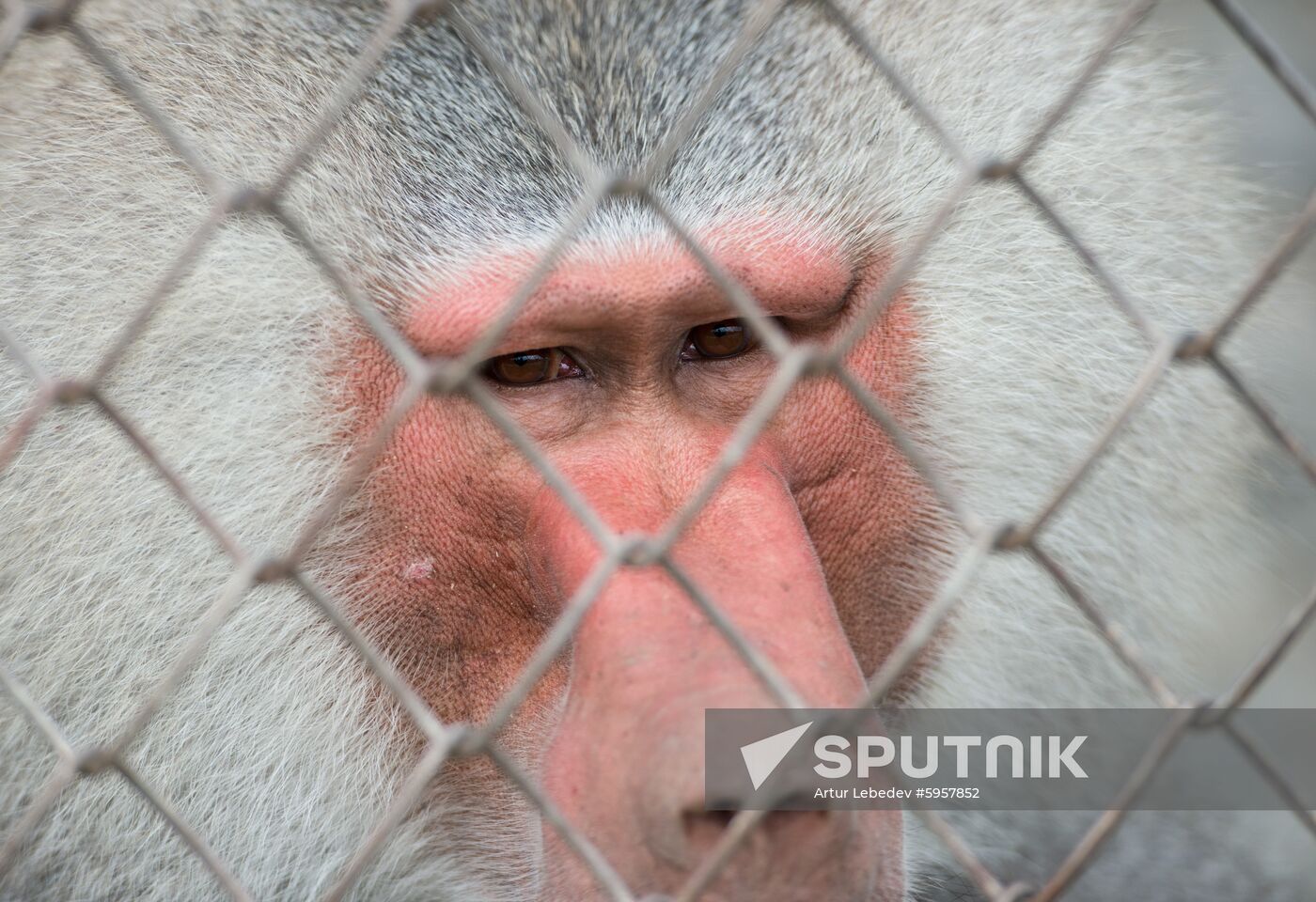 Russia Primate Center