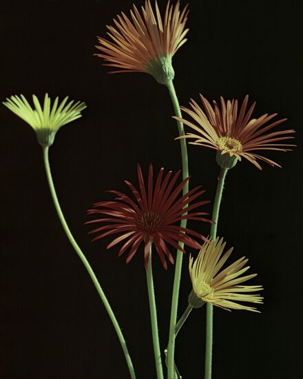 Transvaal daisy