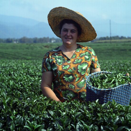 Tea-growing sector