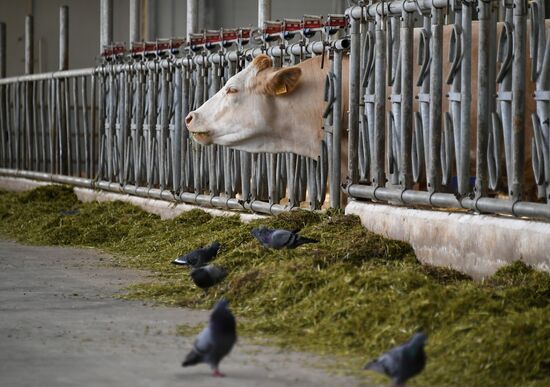 Russia Organic Farm