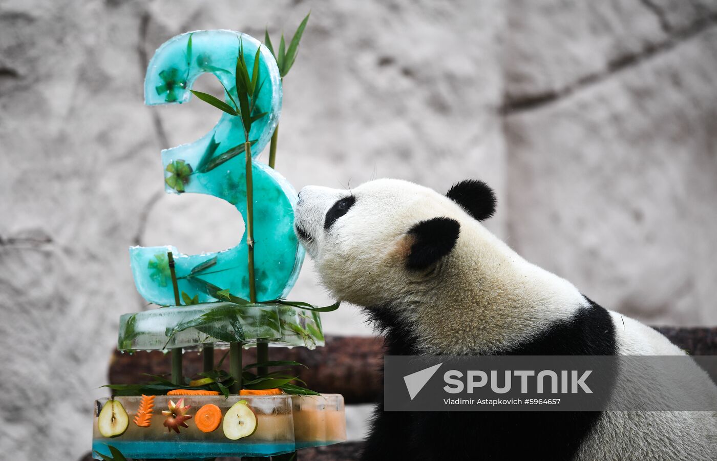 Russia Giant Pandas