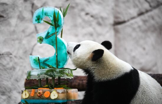 Russia Giant Pandas