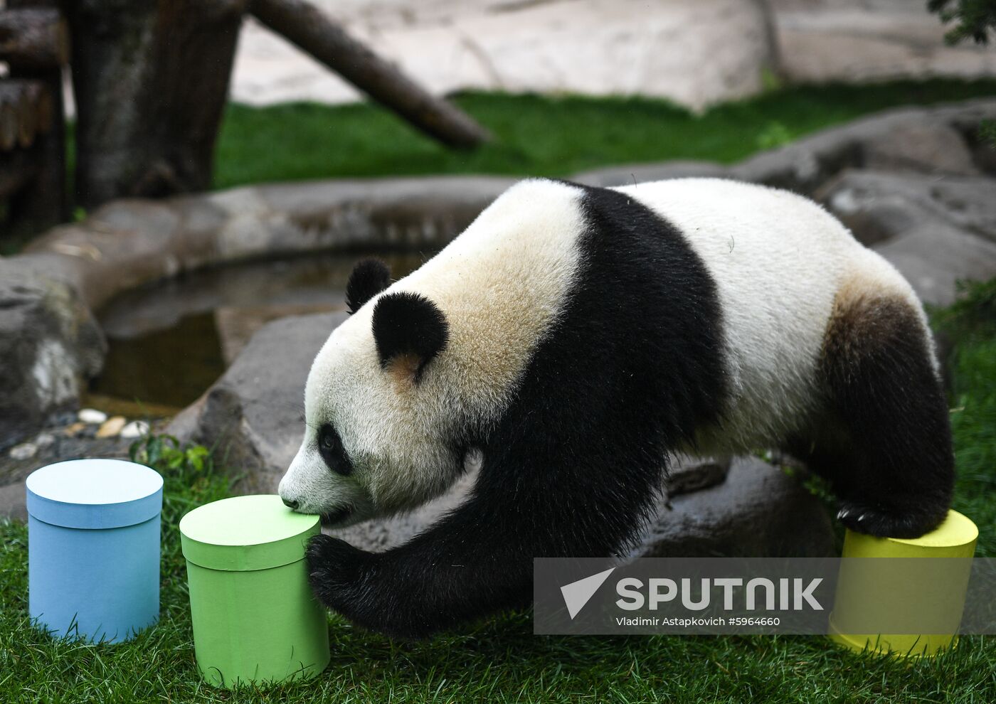 Russia Giant Pandas