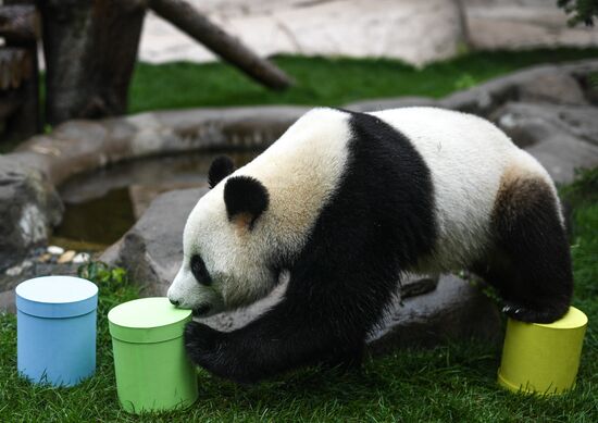 Russia Giant Pandas
