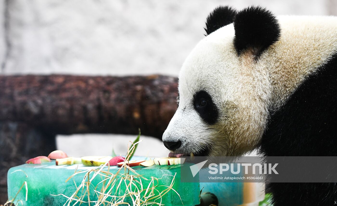 Russia Giant Pandas