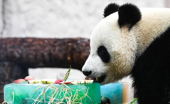 Russia Giant Pandas