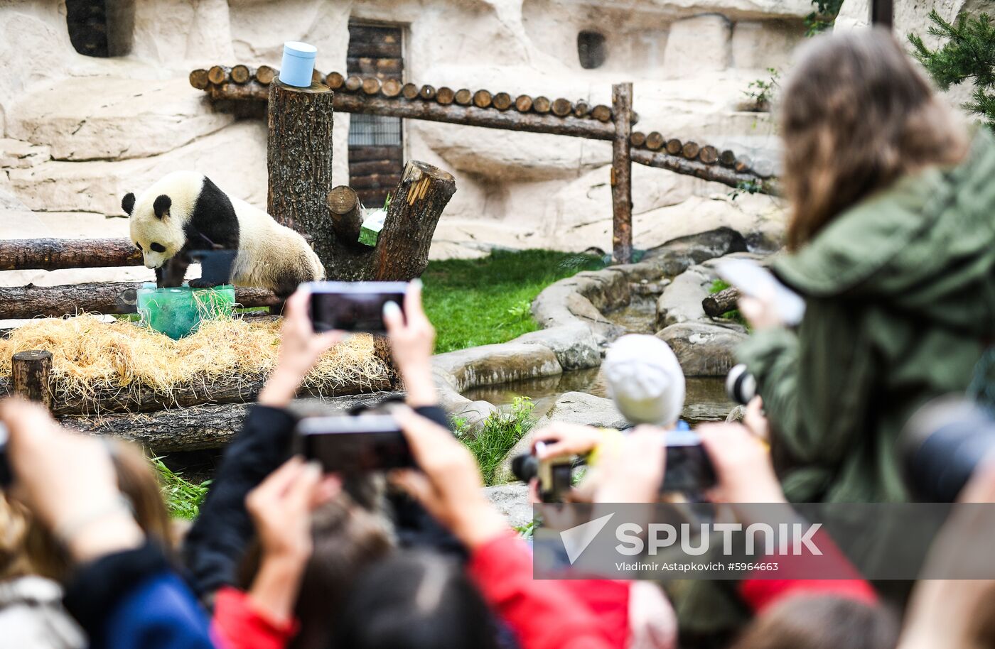 Russia Giant Pandas