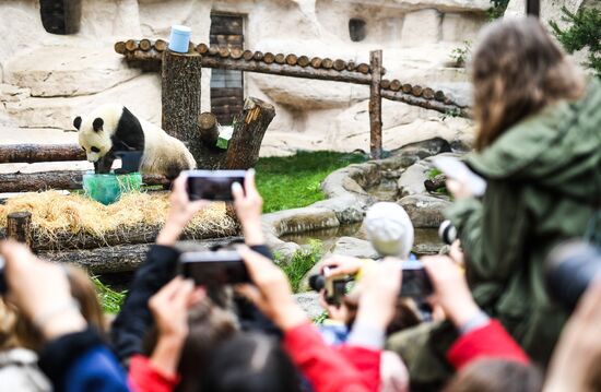 Russia Giant Pandas