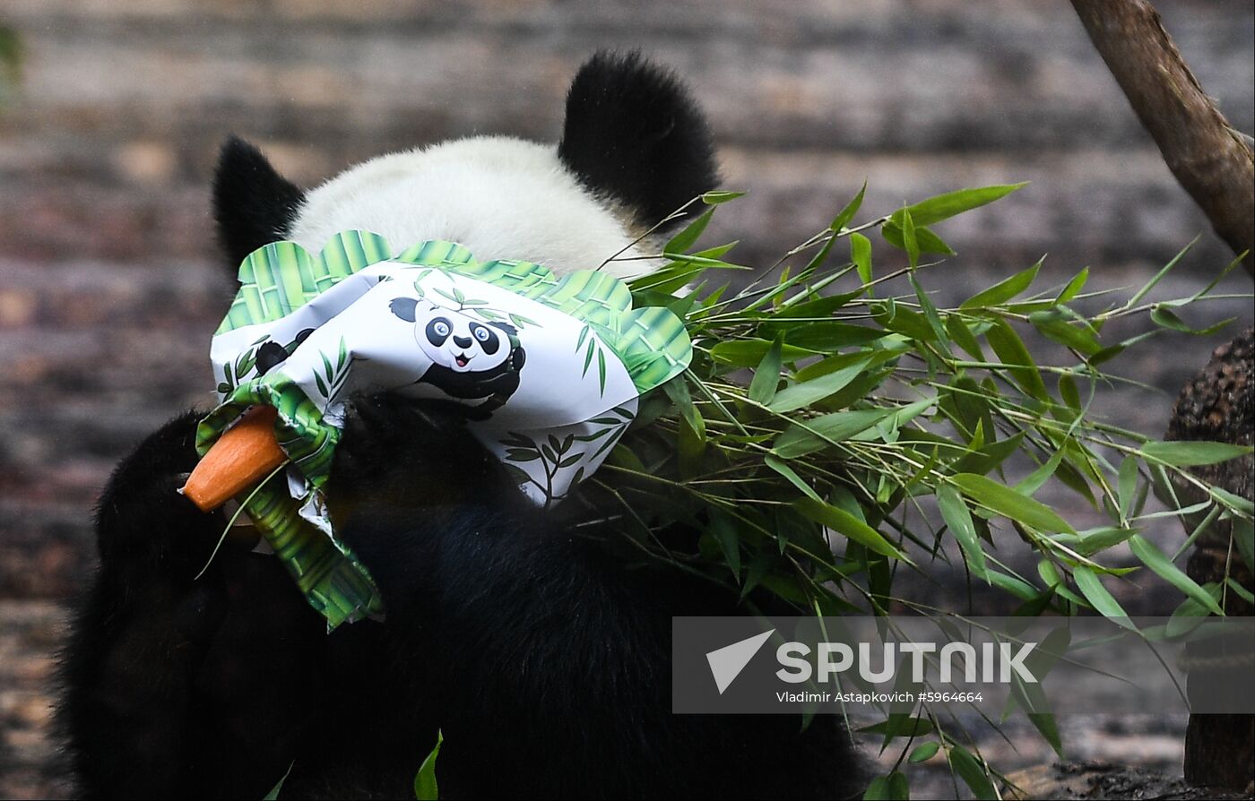 Russia Giant Pandas