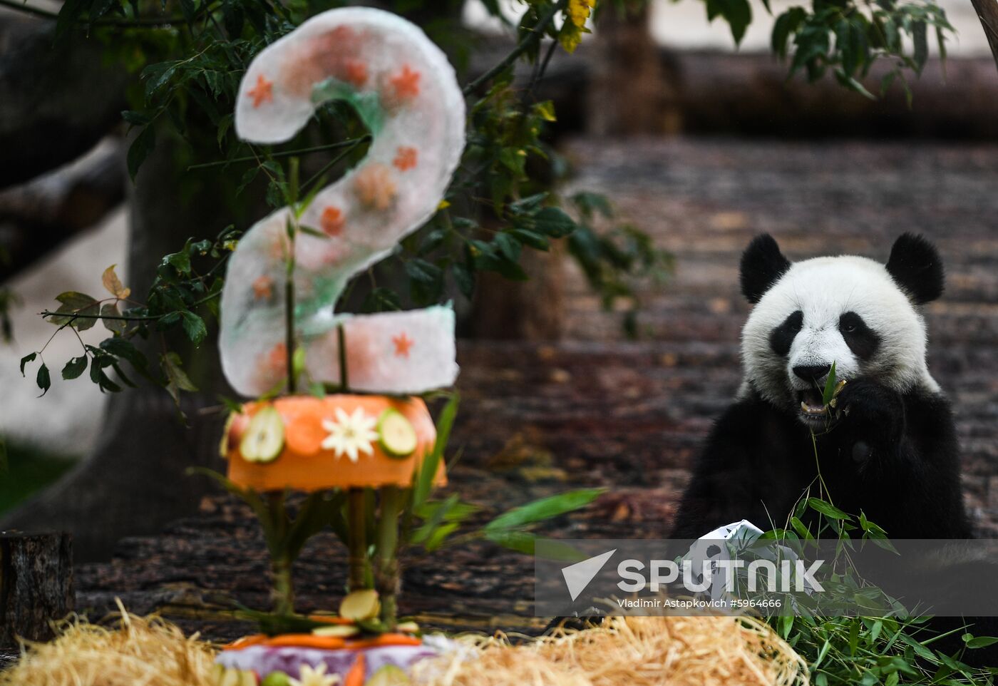 Two-year-old female giant panda Ding Ding eats a bamboo as she celebrates a birthday in Moscow's Zoo, Russia. The Moscow Zoo received a pair of giant pandas from China on April 2019 for a 15-year collaborative research project as a part of so-called "panda diplomacy". Location: Russia, Moscow. Author: Vladimir Astapkovich/Sputnik. Russia Giant Pandas