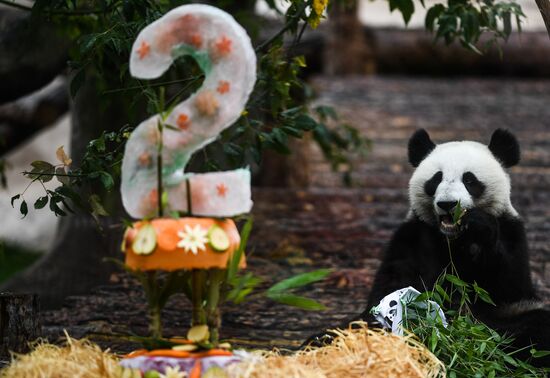 Russia Giant Pandas