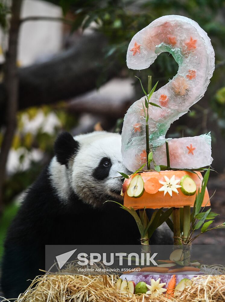 Russia Giant Pandas