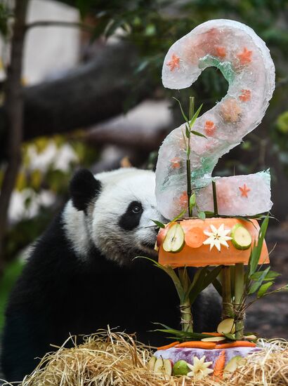 Russia Giant Pandas