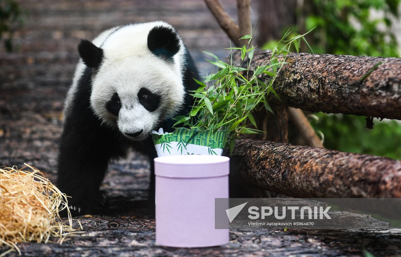 Russia Giant Pandas
