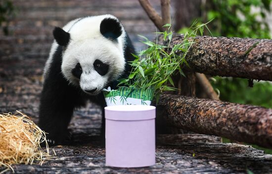 Russia Giant Pandas