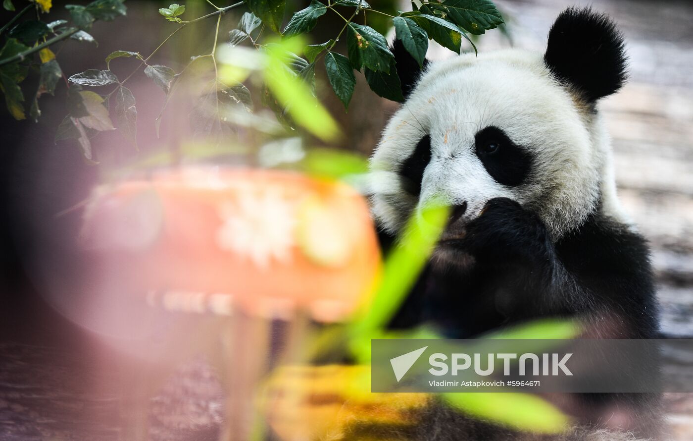 Russia Giant Pandas