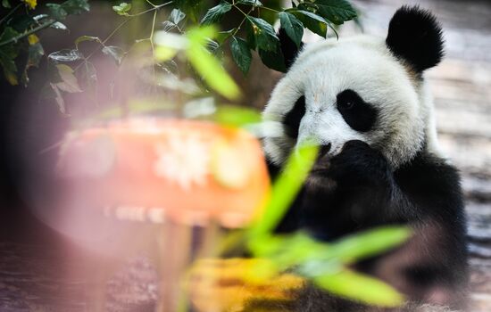 Russia Giant Pandas