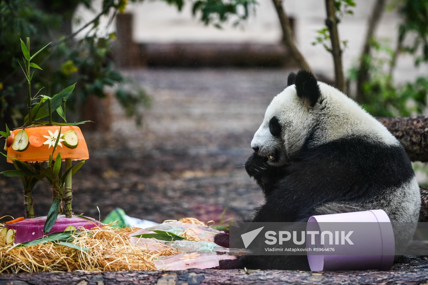Russia Giant Pandas