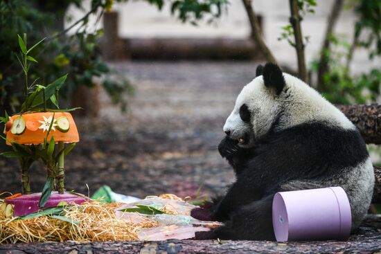 Russia Giant Pandas