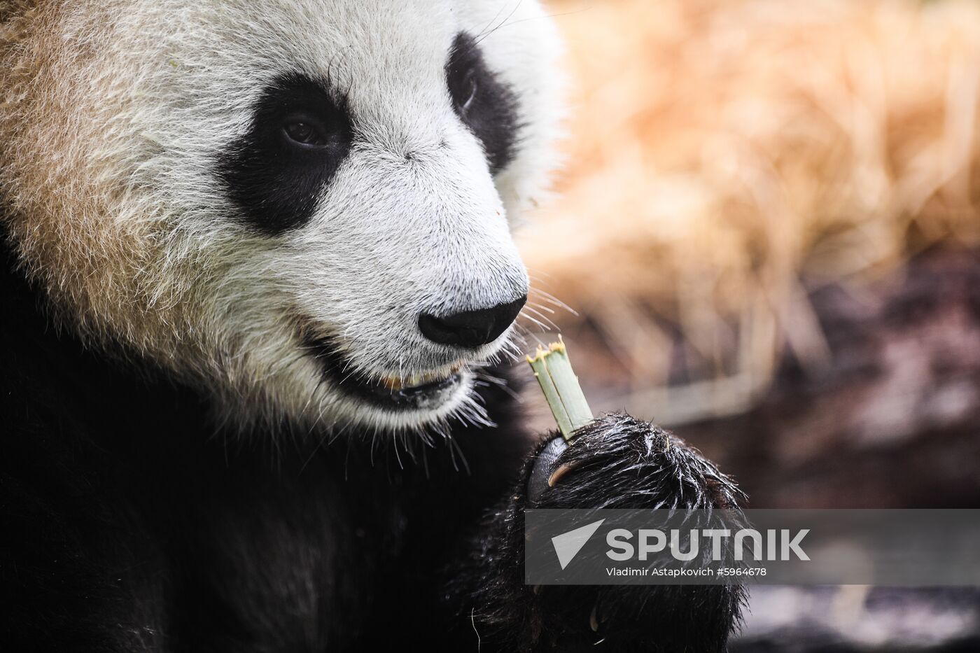 Three-year-old male giant panda Ru Yi eats bamboo as he celebrates a birthday in Moscow's Zoo, Russia. The Moscow Zoo received a pair of giant pandas from China on April 2019 for a 15-year collaborative research project as a part of so-called "panda diplomacy". Location: Russia, Moscow. Author: Vladimir Astapkovich/Sputnik. Russia Giant Pandas