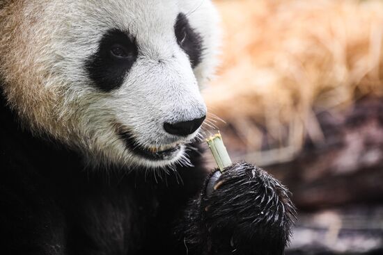 Russia Giant Pandas